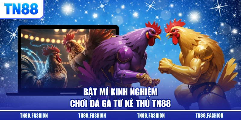 Bật mí kinh nghiệm chơi đá gà từ kê thủ TN88