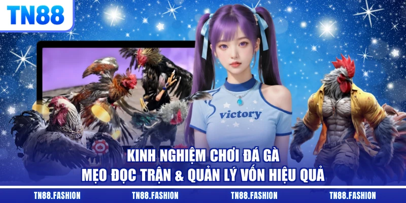 Kinh Nghiệm Chơi Đá Gà - Mẹo Đọc Trận & Quản Lý Vốn Hiệu Quả