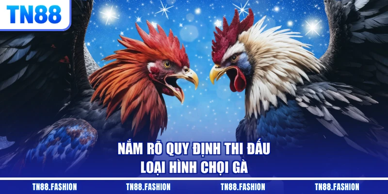 Nắm rõ quy định thi đấu loại hình chọi gà